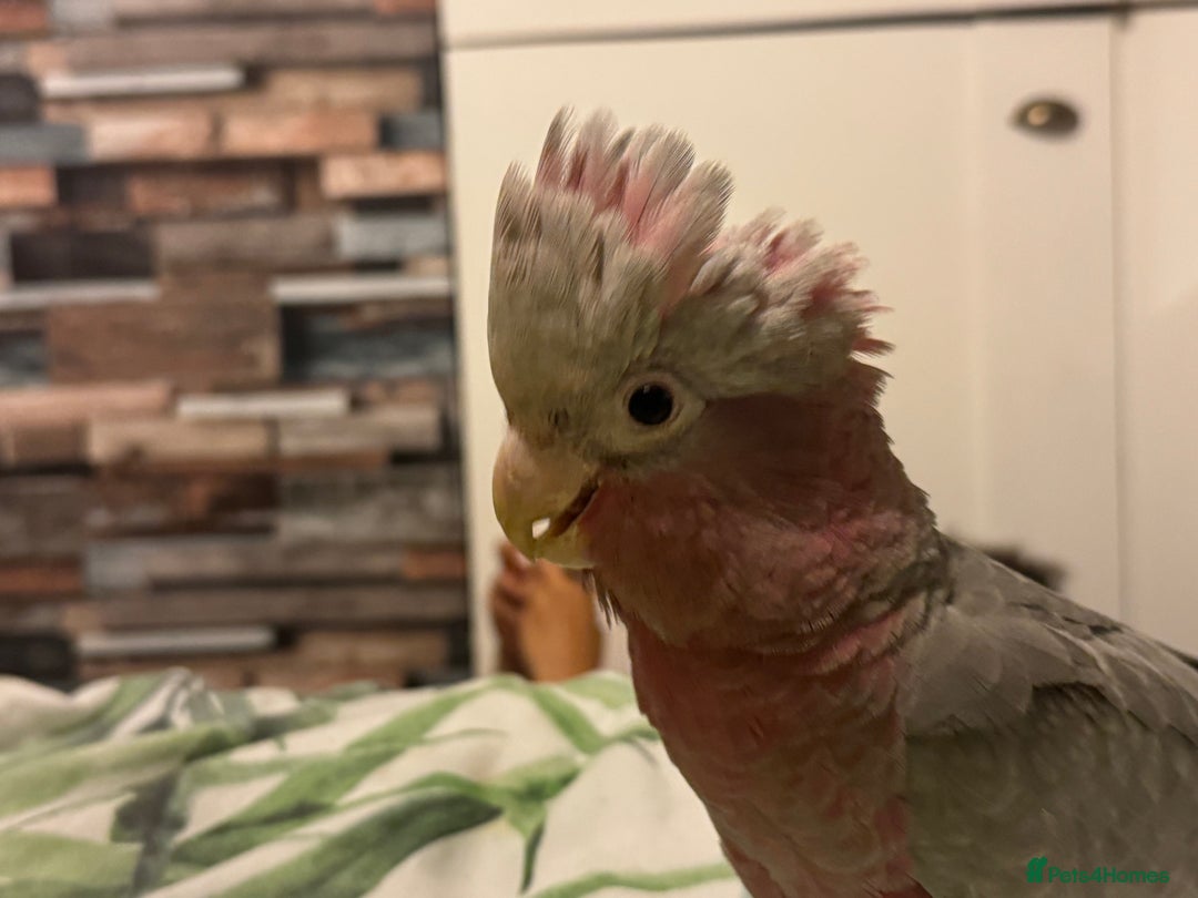 Cockatoo birds for sale: Hand reared Male galah parrot  - Image 4