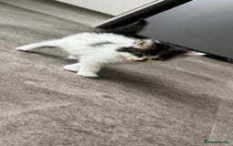 Mixed Breed cats for sale: Kittens looking for their new home  - Image 7