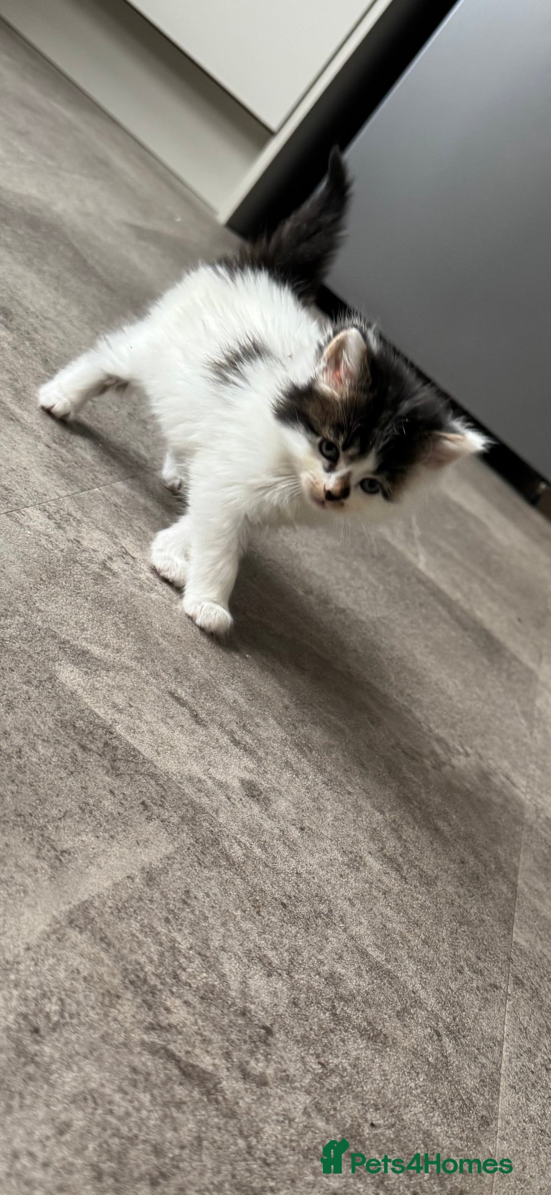 Mixed Breed cats for sale: Kittens looking for their new home  - Image 7