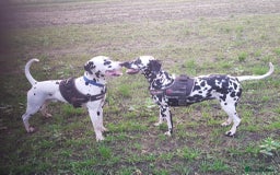 Dalmatian dogs for stud: 🔥KC Registered Dalmatian Stud–£350,Top Bloodline! in Bootle - Image 4