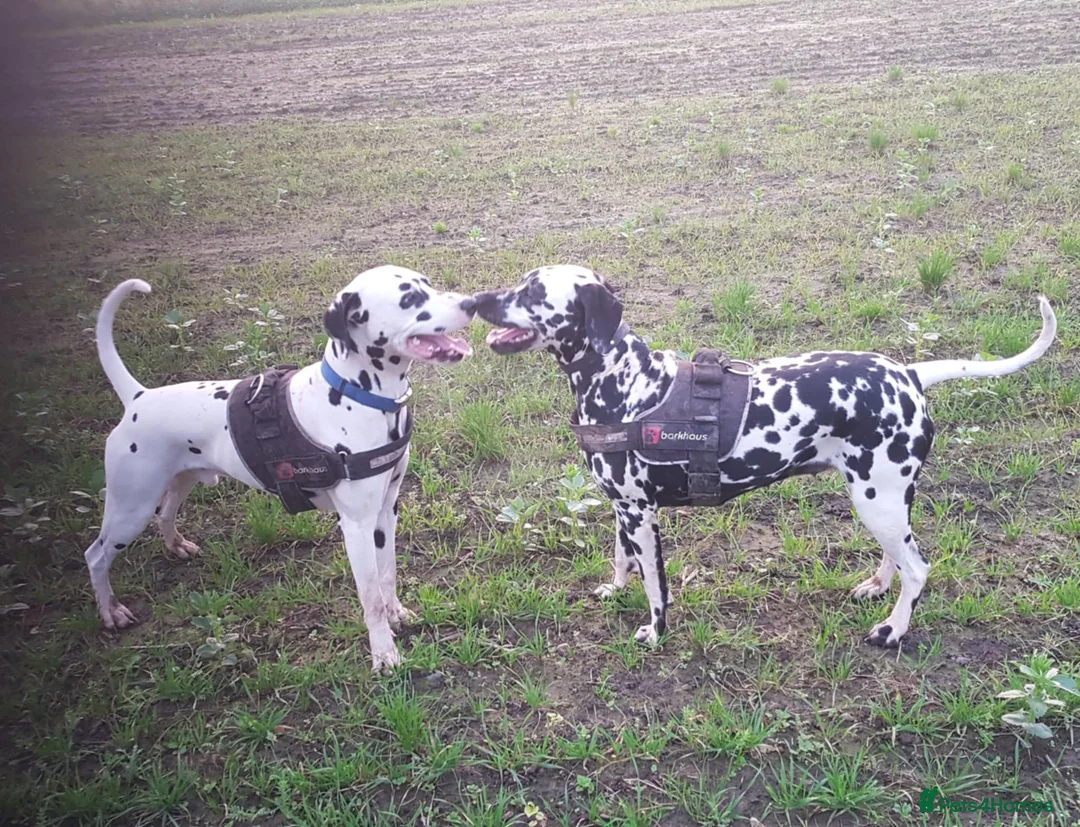 Dalmatian dogs for stud: 🔥KC Registered Dalmatian Stud–£400 (Proven) in Bootle - Advert 4