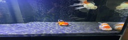 Fancy Goldfish fish for sale: Large Fancy goldfish 2 oranda one ranchu  - Advert 7
