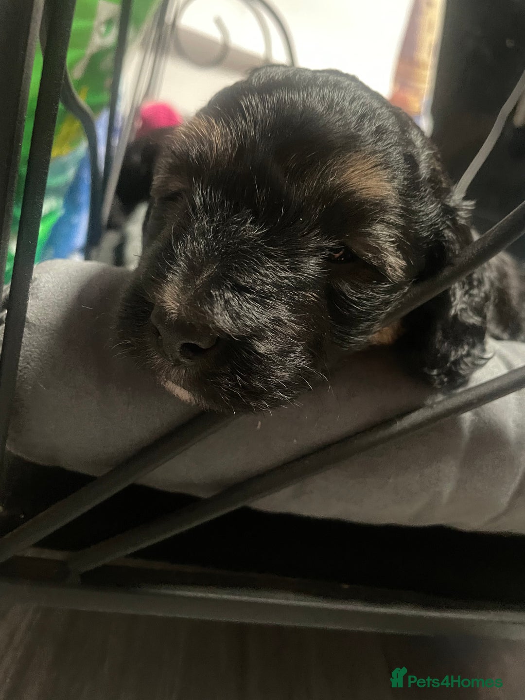 Labradoodle dogs for sale: F1bb miniature labradoodle puppies ready to go - Image 8