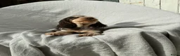 Cocker Spaniel dogs for sale: Beautiful HHT clear little show cocker girl - Advert 3