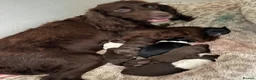 Mixed Breed dogs for sale: Collie Cockers  in Glasgow - Advert 8