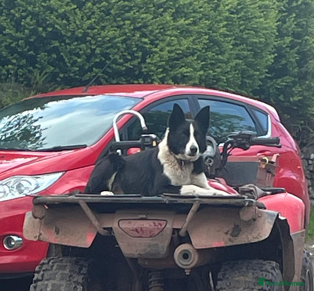 Border Collie dogs for sale: Lovely black and white sheepdog pups  - Image 7