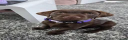 Labrador Retriever dogs for sale: 10 week old female Chocolate Labrador puppy  - Advert 5