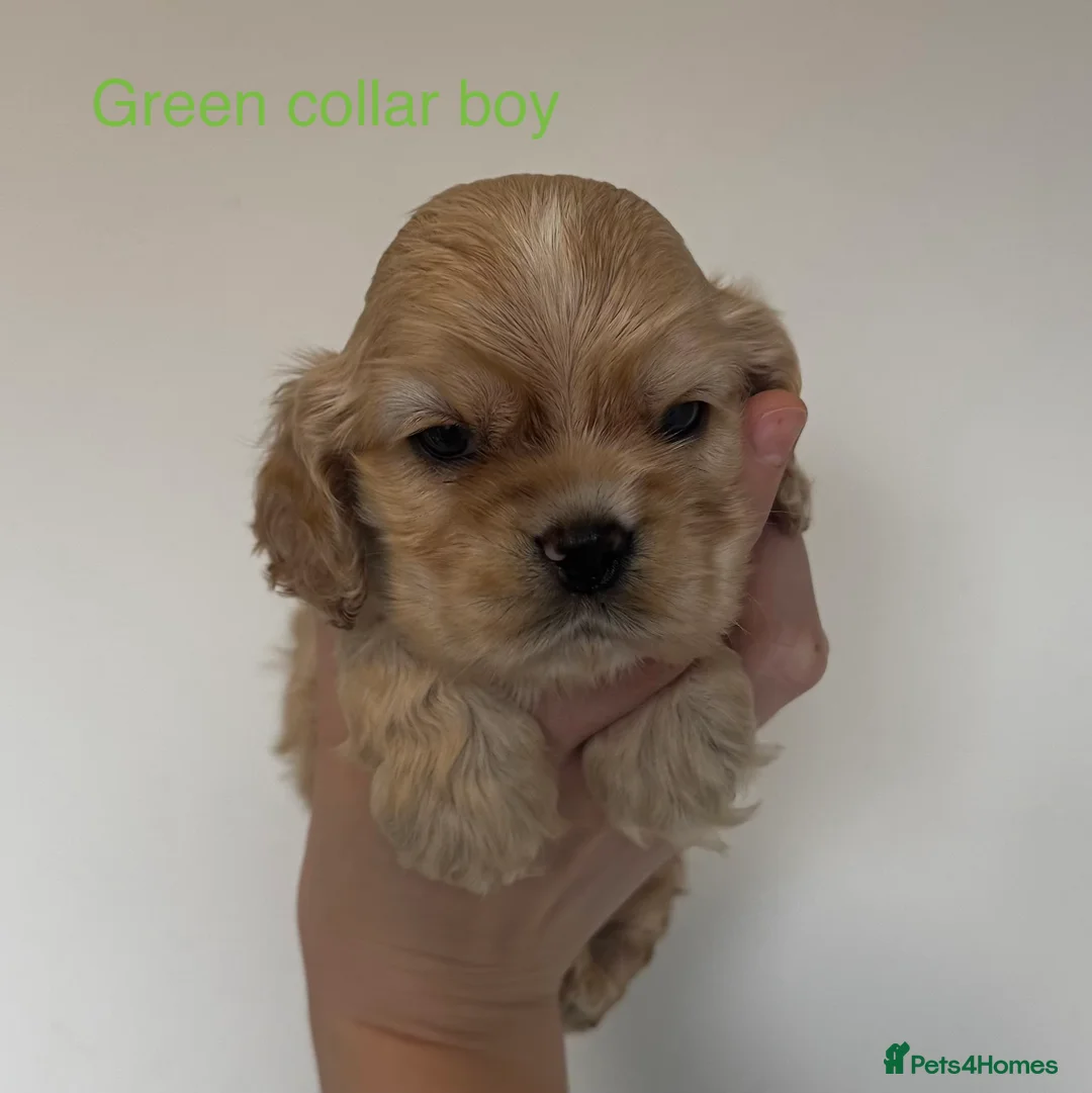 American Cocker Spaniel dogs for sale: 🐾KC, Health tested American cocker spaniels🐾 - Advert 7