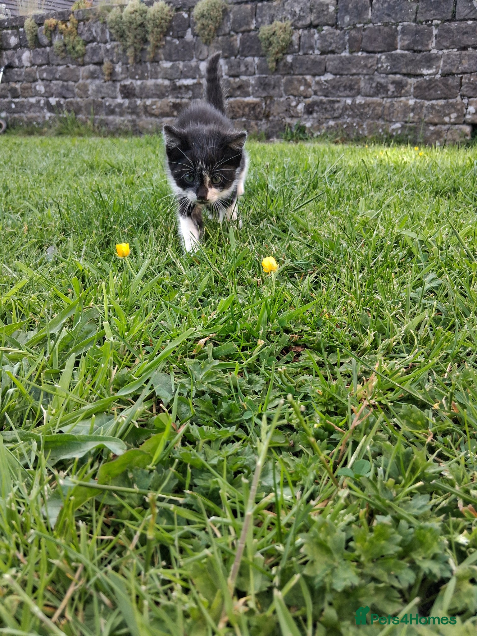 Mixed Breed cats for sale: Lovely kittens various prices  - Advert 6
