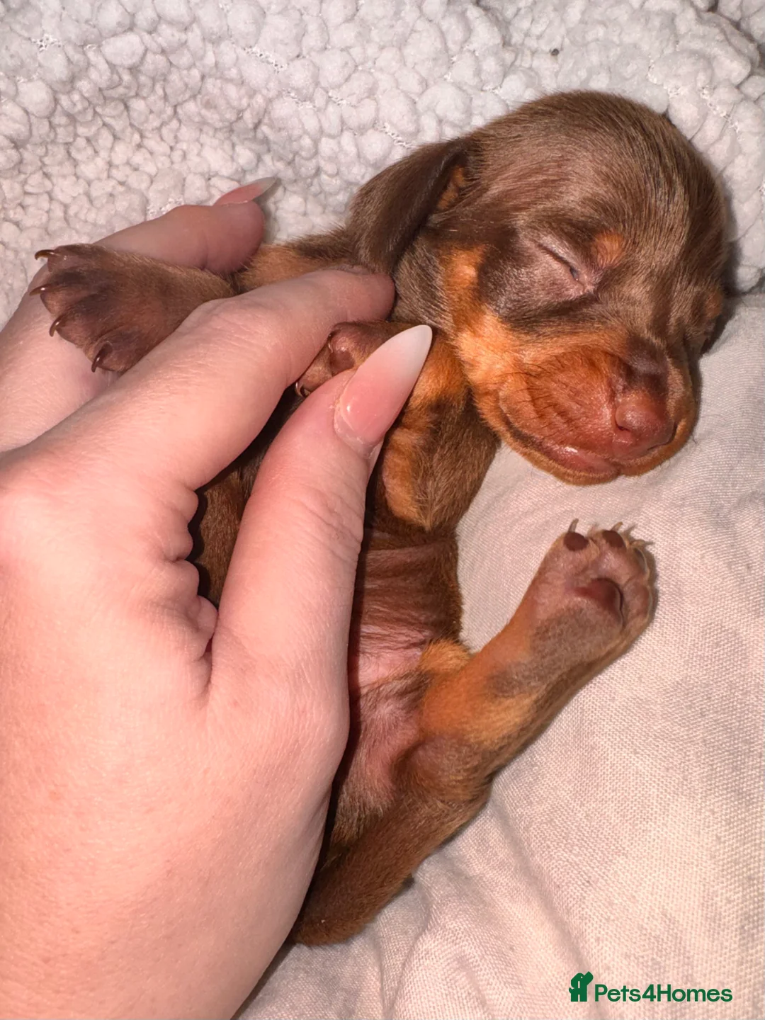 Miniature Dachshund dogs for sale: Because dachshund babies - Advert 12