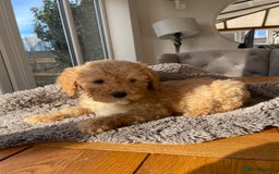 Mixed Breed dogs for sale: 🌟🌟Stunning Australian Cavapoo Puppies 🩷💙 m - Advert 10