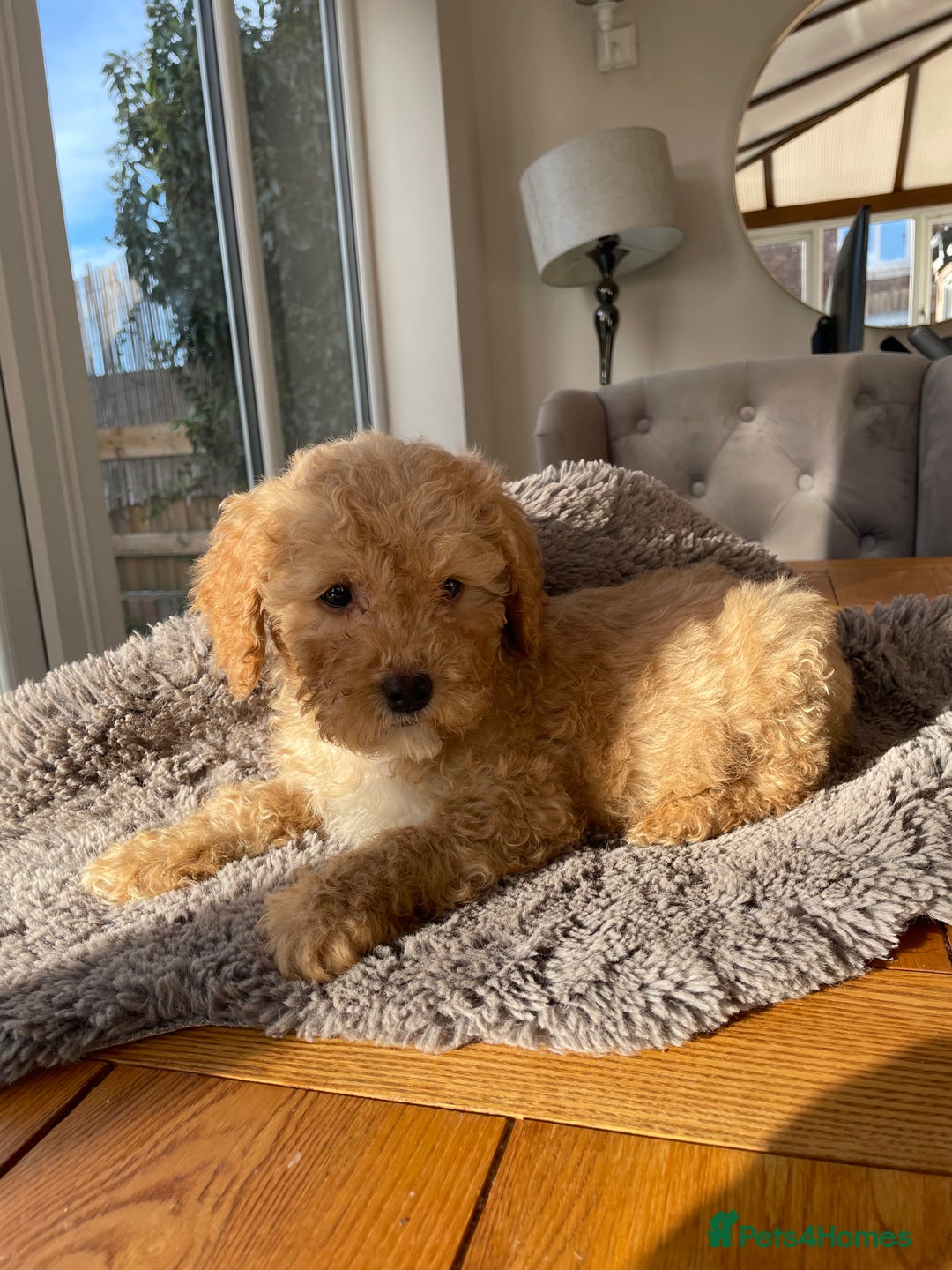 Mixed Breed dogs for sale: 🌟🌟Stunning Australian Cavapoo Puppies 🩷💙 m - Advert 10