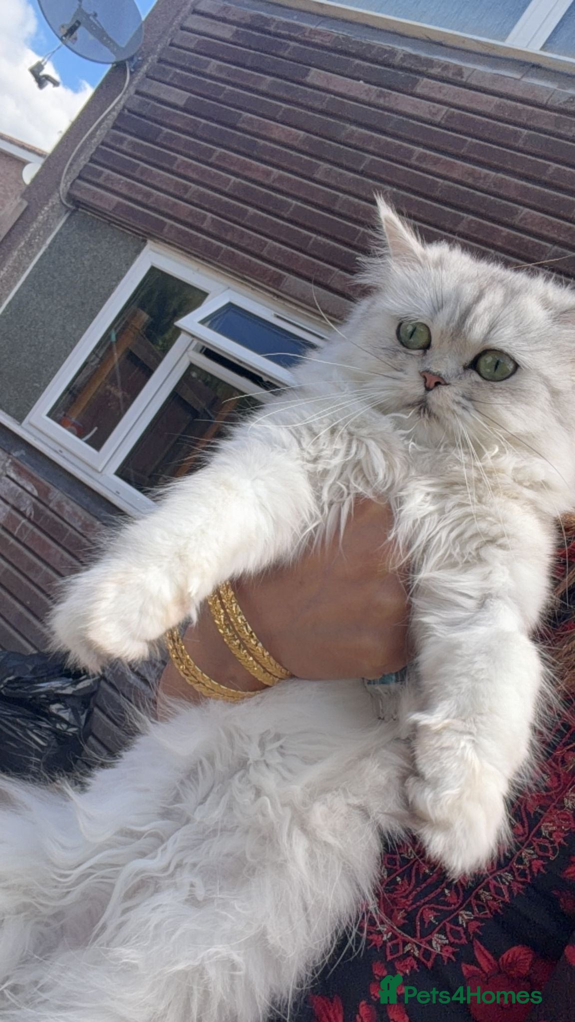 Persian cats Persian cat  - Advert 1