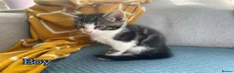 European cats for sale: Kittens  in Braintree - Advert 4