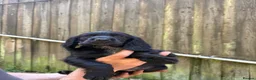 Cocker Spaniel dogs for sale: Cocker spaniel puppies  - Advert 7