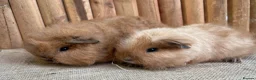 Guinea Pig rodents for sale: Swiss teddy babies  - Advert 3