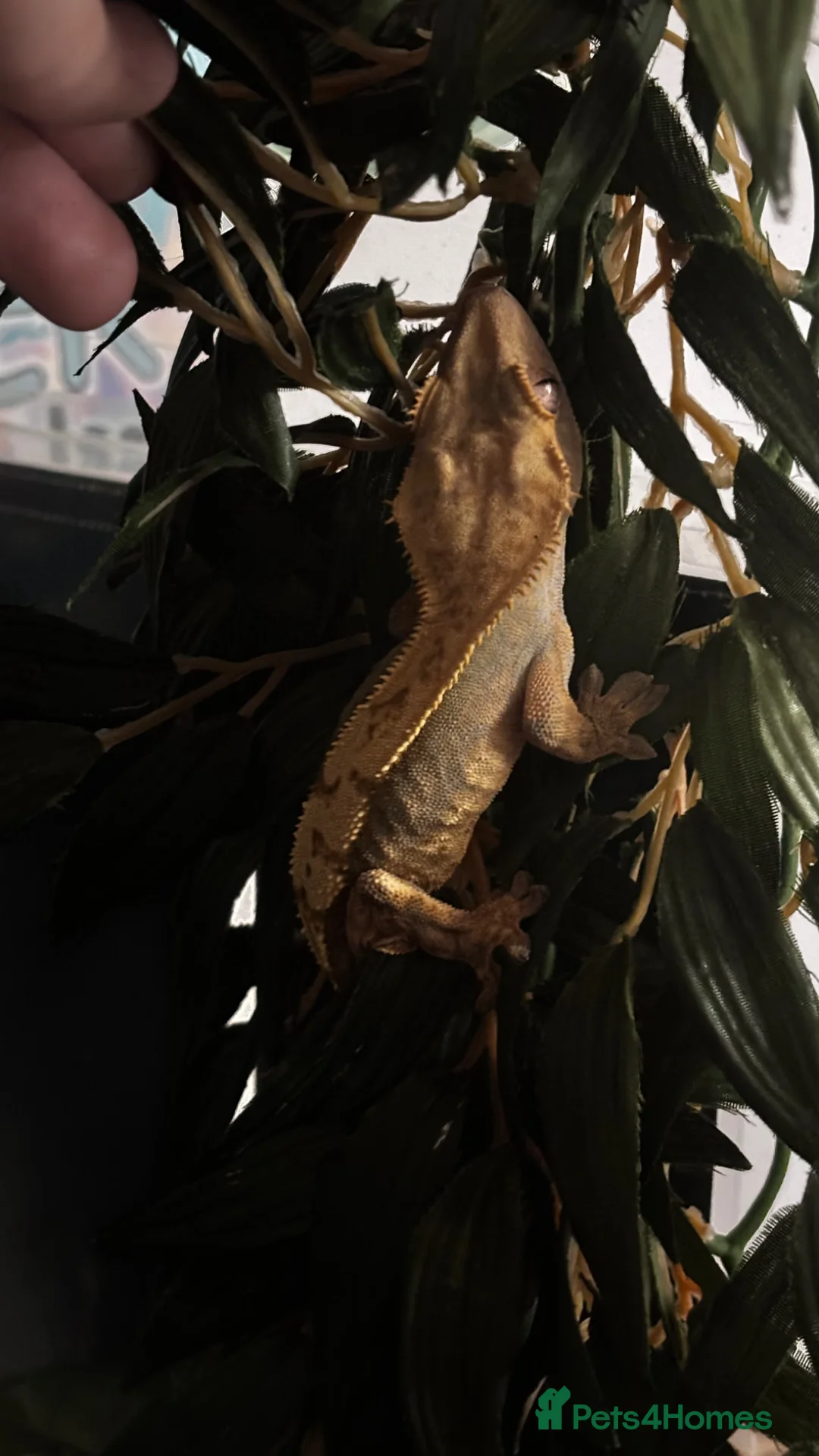 Gecko reptiles for sale: Crested Gecko (3 Years Old) in Loanhead - Advert 2