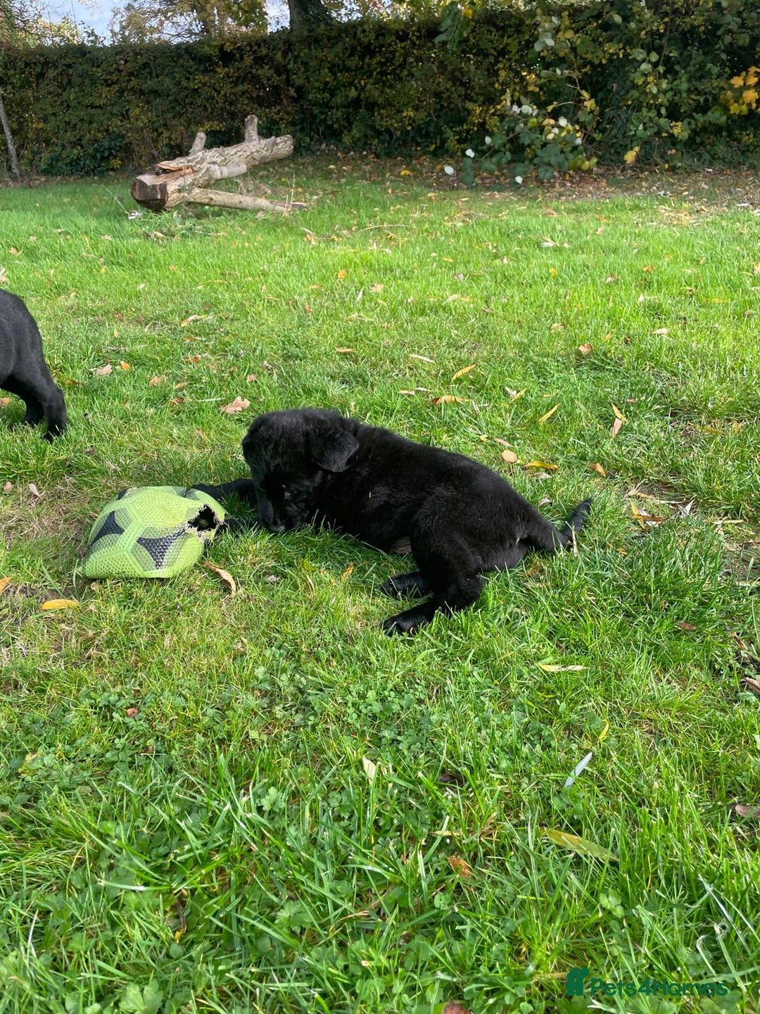 Mixed Breed dogs for sale: Shepadors  - Image 8