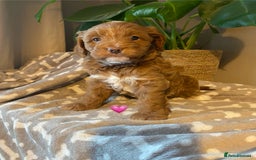Cavapoo dogs for sale: Beautiful Cavapoo F1B  - Image 9