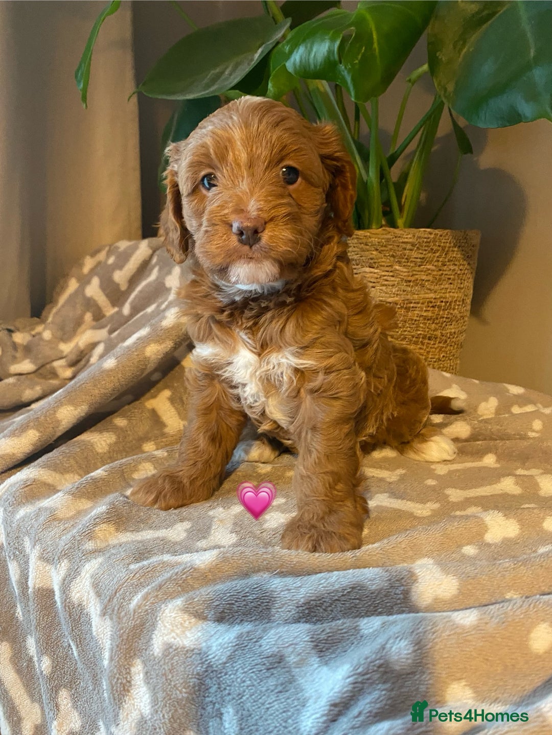 Cavapoo dogs for sale: Beautiful Cavapoo F1B  - Image 9