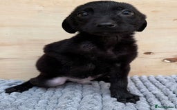 Mixed Breed dogs for sale: German shepherd cross Labrodor - Image 6