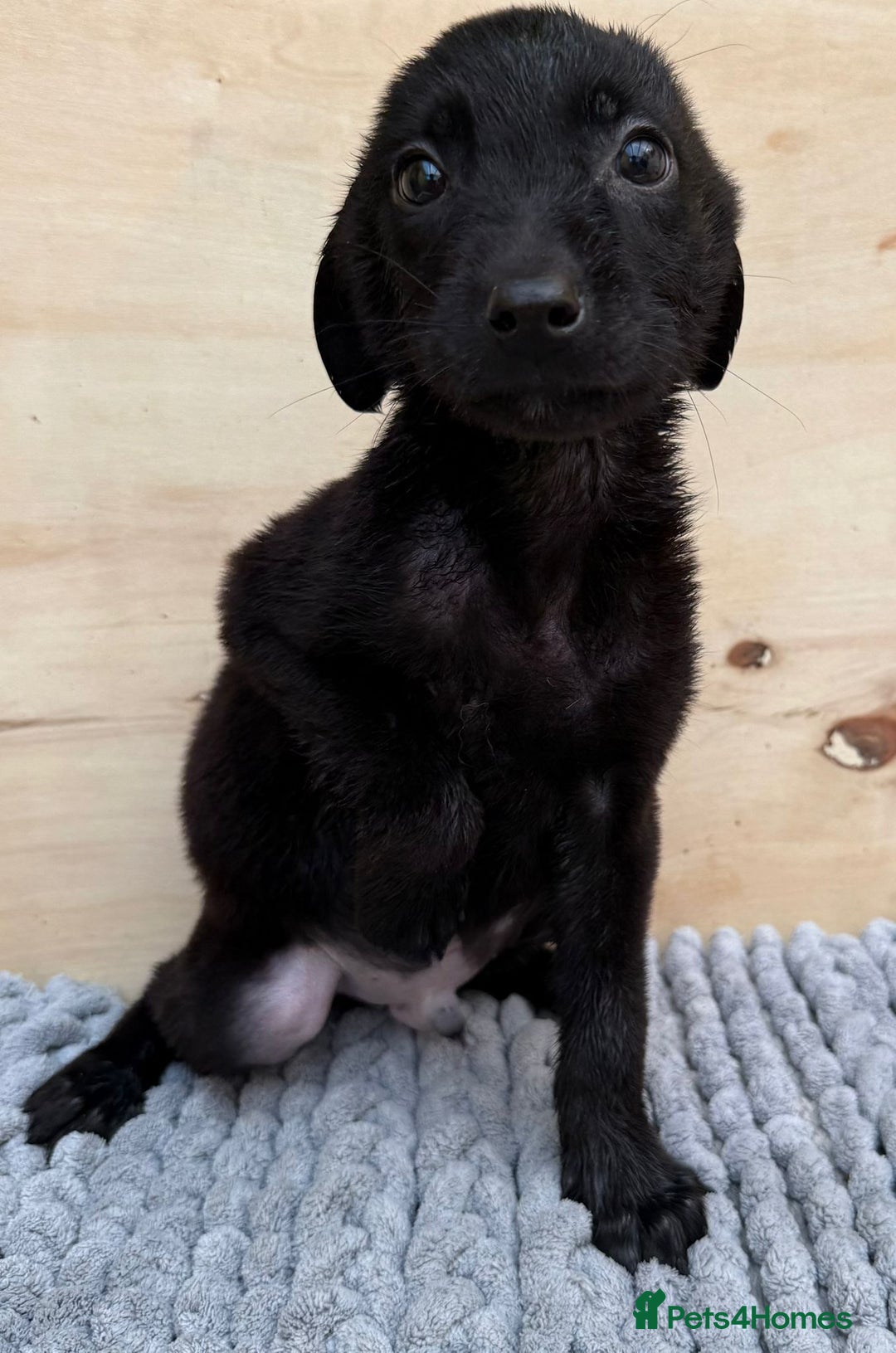Mixed Breed dogs for sale: German shepherd cross Labrodor - Image 6