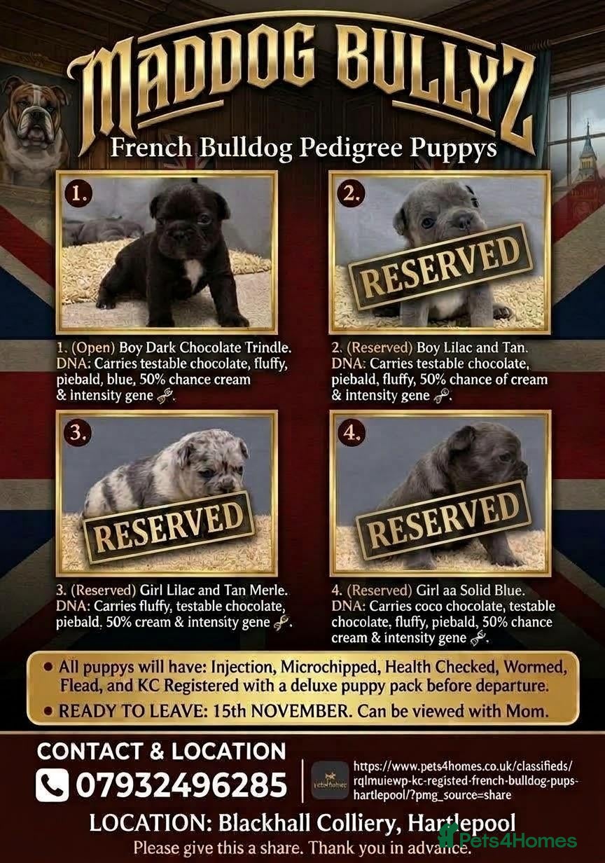 French Bulldog dogs  kc registered french bulldog pups  - Advert 17