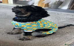 Mixed Breed dogs for sale: Cockapoo x cavapoo - Image 2