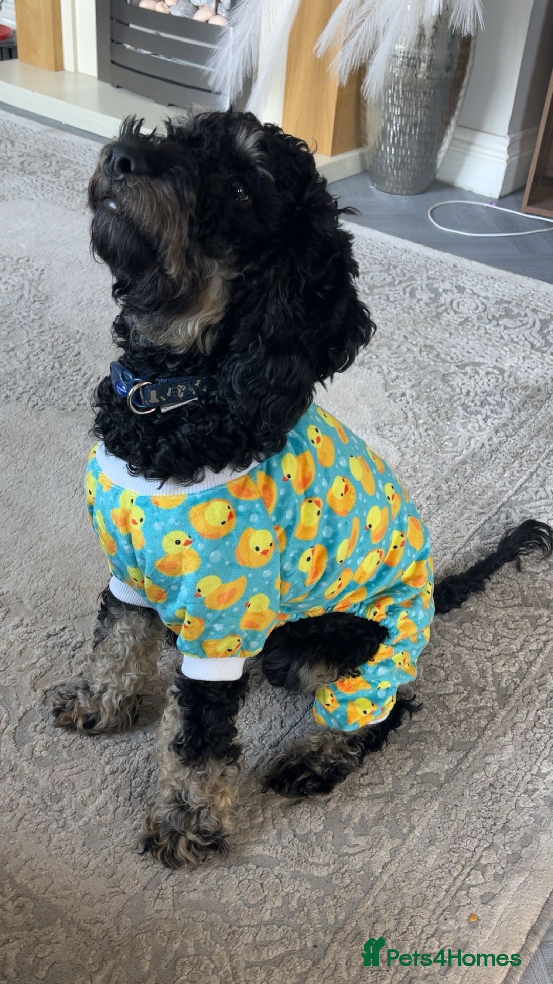 Mixed Breed dogs for sale: Cockapoo x cavapoo - Image 2