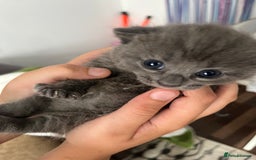 Russian Blue cats for sale: Kittens half Russian Blue - Image 3