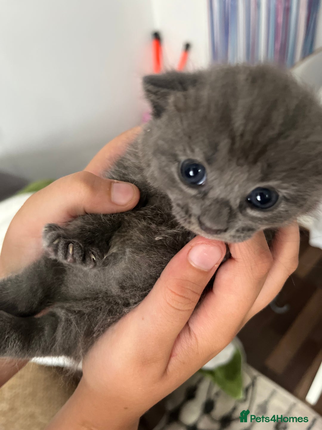 Russian Blue cats for sale: Kittens half Russian Blue - Image 3