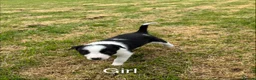 Border Collie dogs for sale: Border collie puppies for sale in Ashby-de-la-Zouch - Advert 5