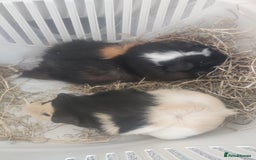 Guinea Pig rodents for sale: 2 Male Guinea Pigs - Have to go together  - Image 1