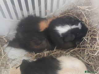 Guinea Pig rodents - Advert 6