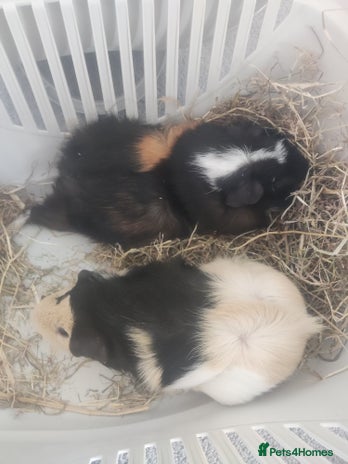 Guinea Pig rodents - Advert 2