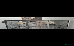 Budgerigars birds for sale: Budgies and cage all together - Image 5