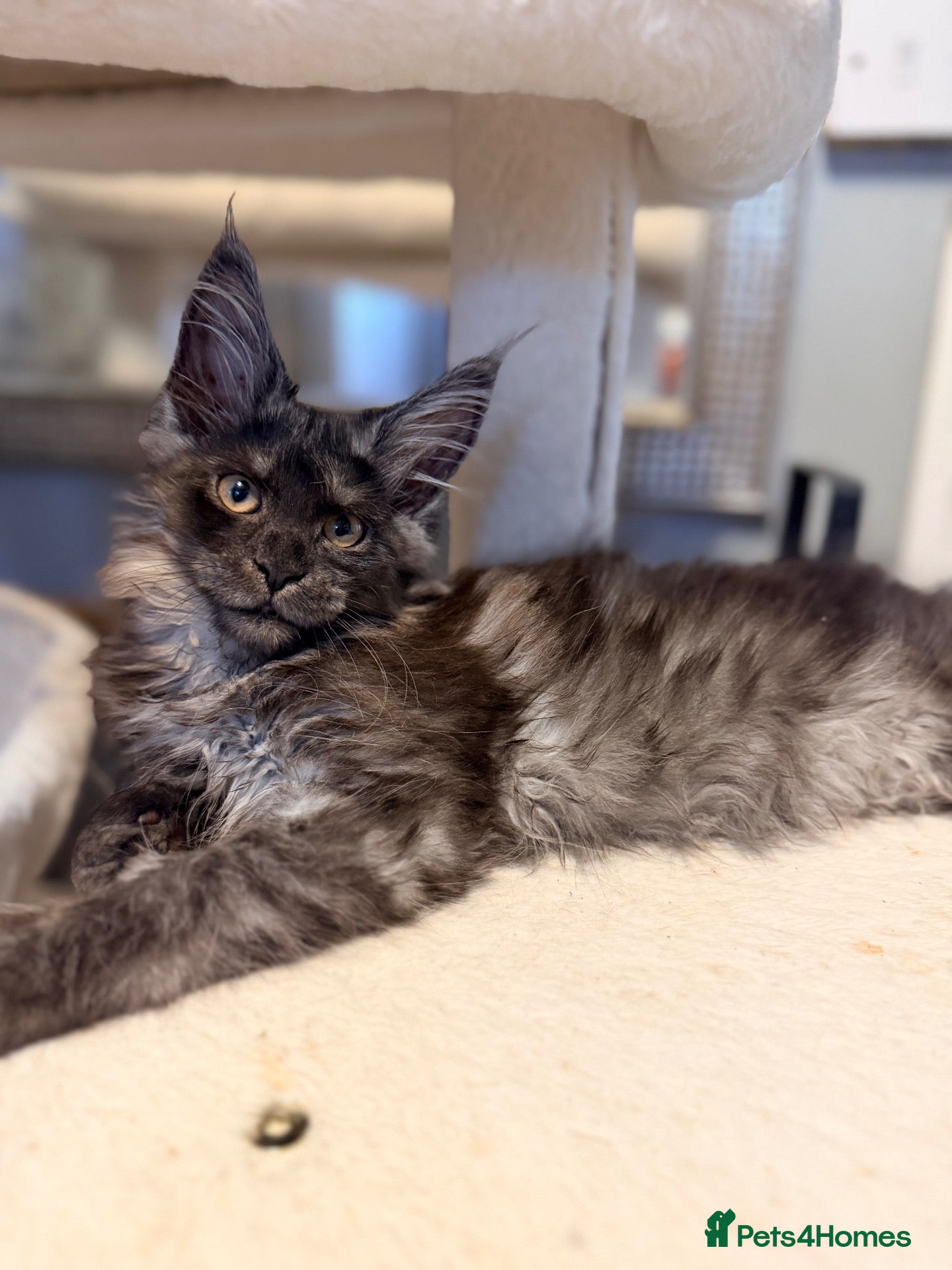 Maine Coon cats Two black smoked one high smoked female mainecoons - Advert 10