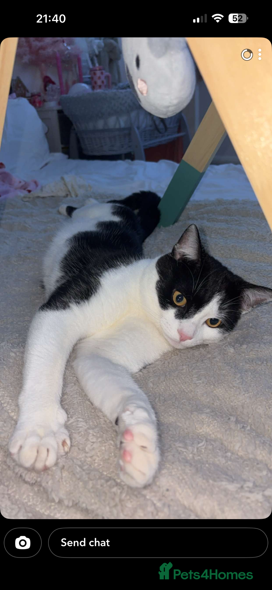 Mixed Breed cats Boy aged one  - Advert 1