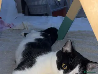 Mixed Breed cats Boy aged one - Advert 1