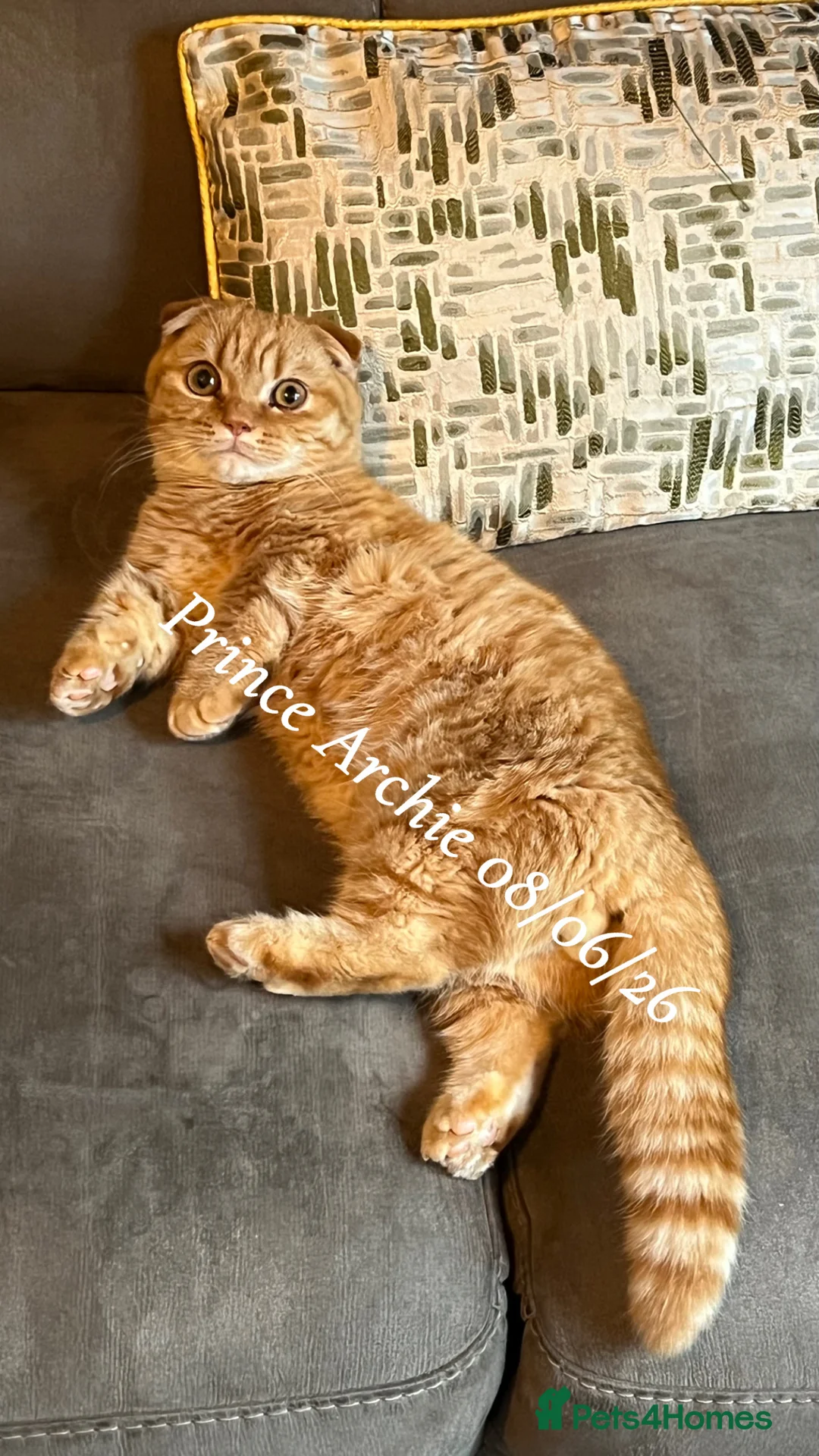 Munchkin cats for sale: Exceptional Quality & Rare Persian Napoleon Minuet - Advert 27