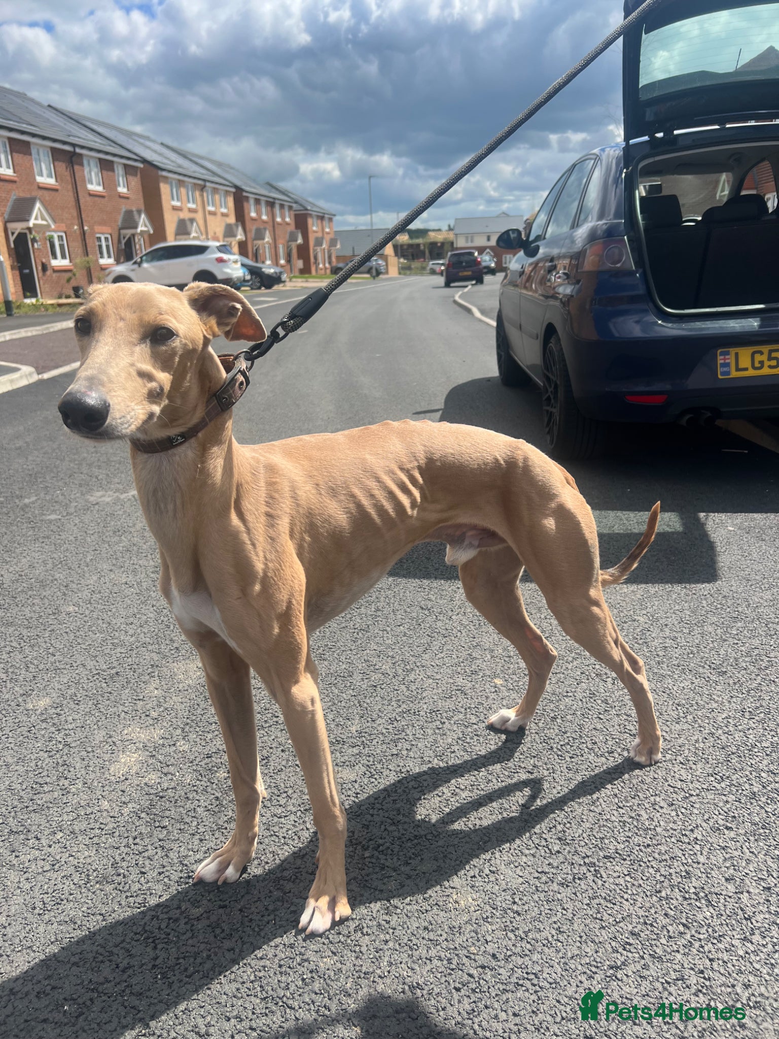 Mixed Breed dogs Gorgeous saluki greyhound.  - Advert 1