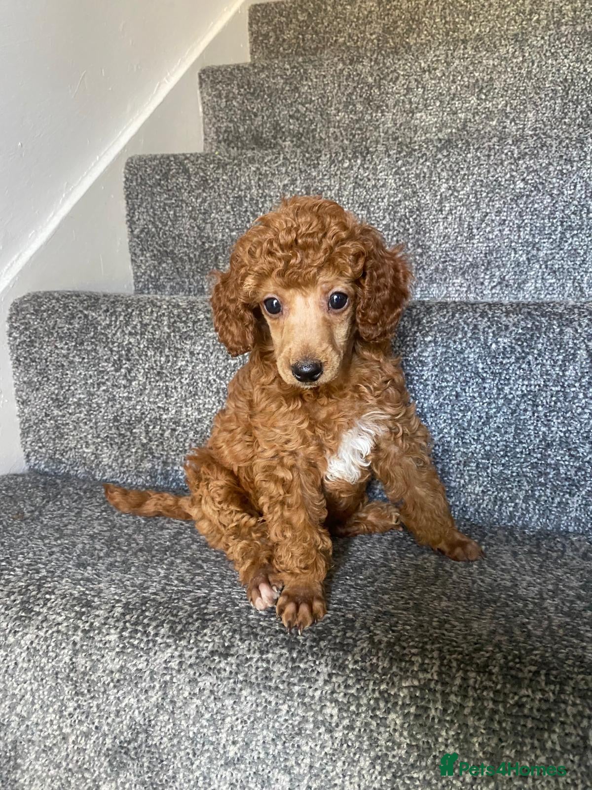 Miniature Poodle dogs Stunning Red Miniature Poodle Girl - Advert 2