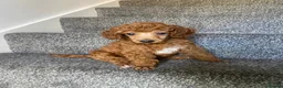 Miniature Poodle dogs for sale: Stunning Red Miniature Poodle Girl - Advert 1