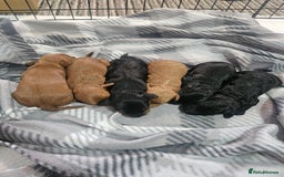Cockapoo dogs for sale: 6 cockapoo boys  - Image 3