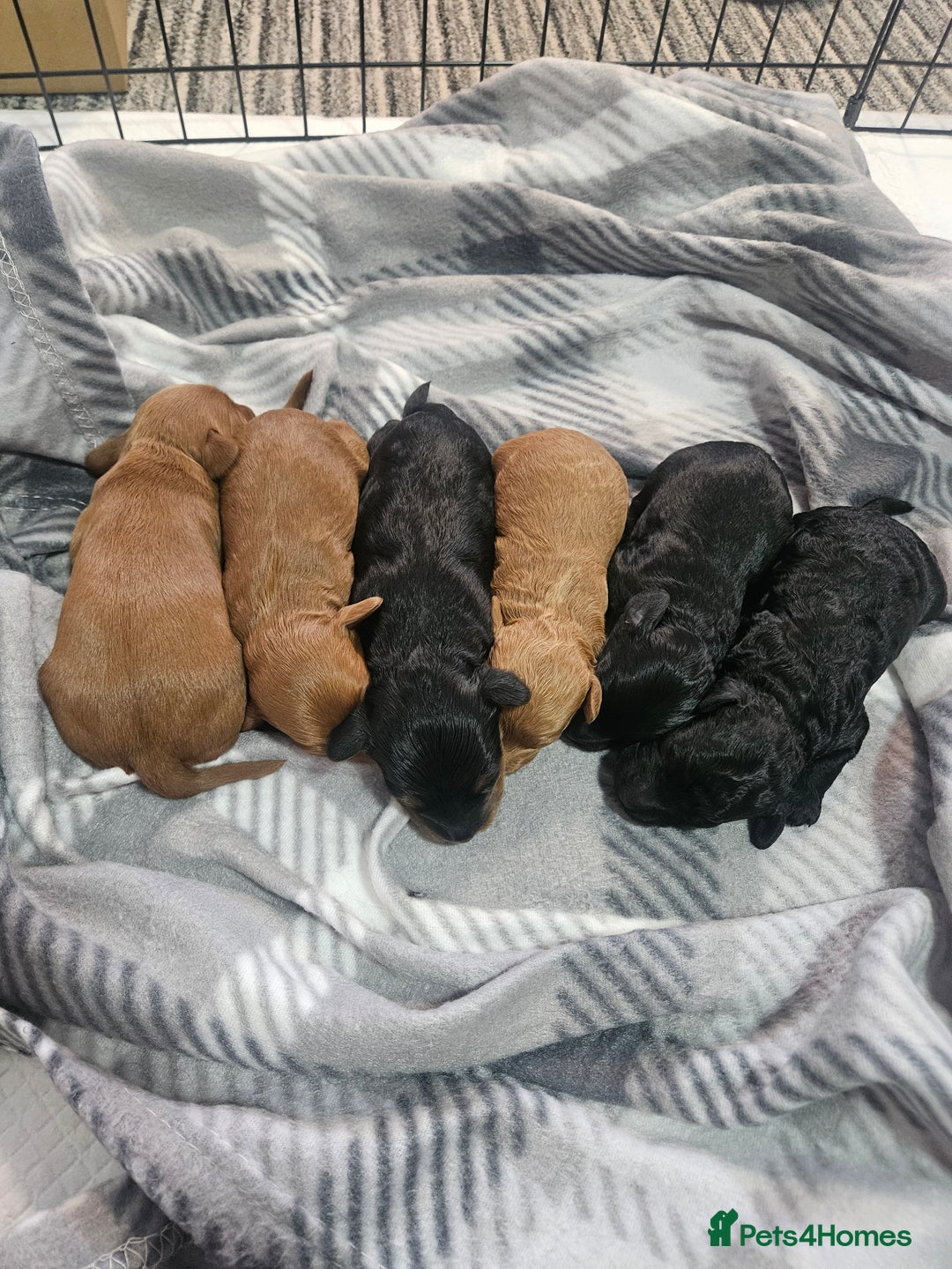 Cockapoo dogs for sale: 6 cockapoo boys  - Image 3