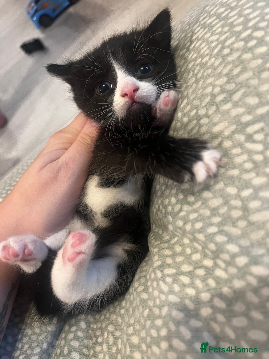 Mixed Breed cats for sale: Perfect Kittens  - Image 9