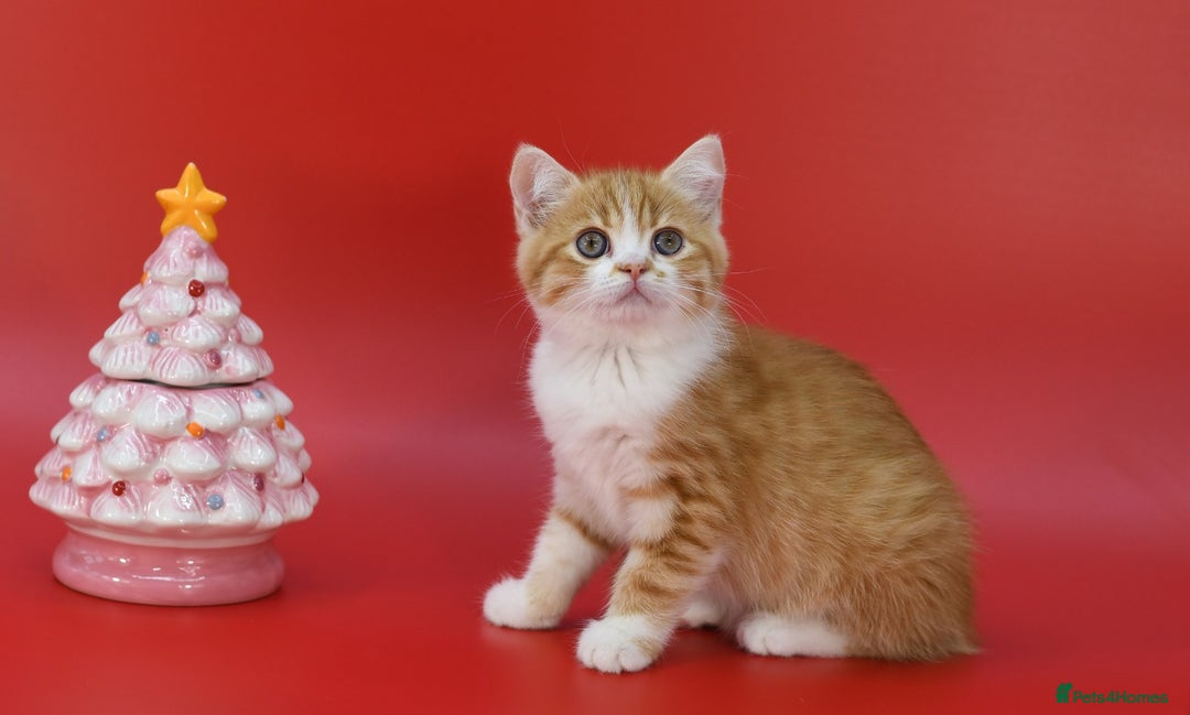 Scottish Fold cats for sale: LICENSED CATTERY, PURE BREED TOP QUALITY KITTENS - Advert 13