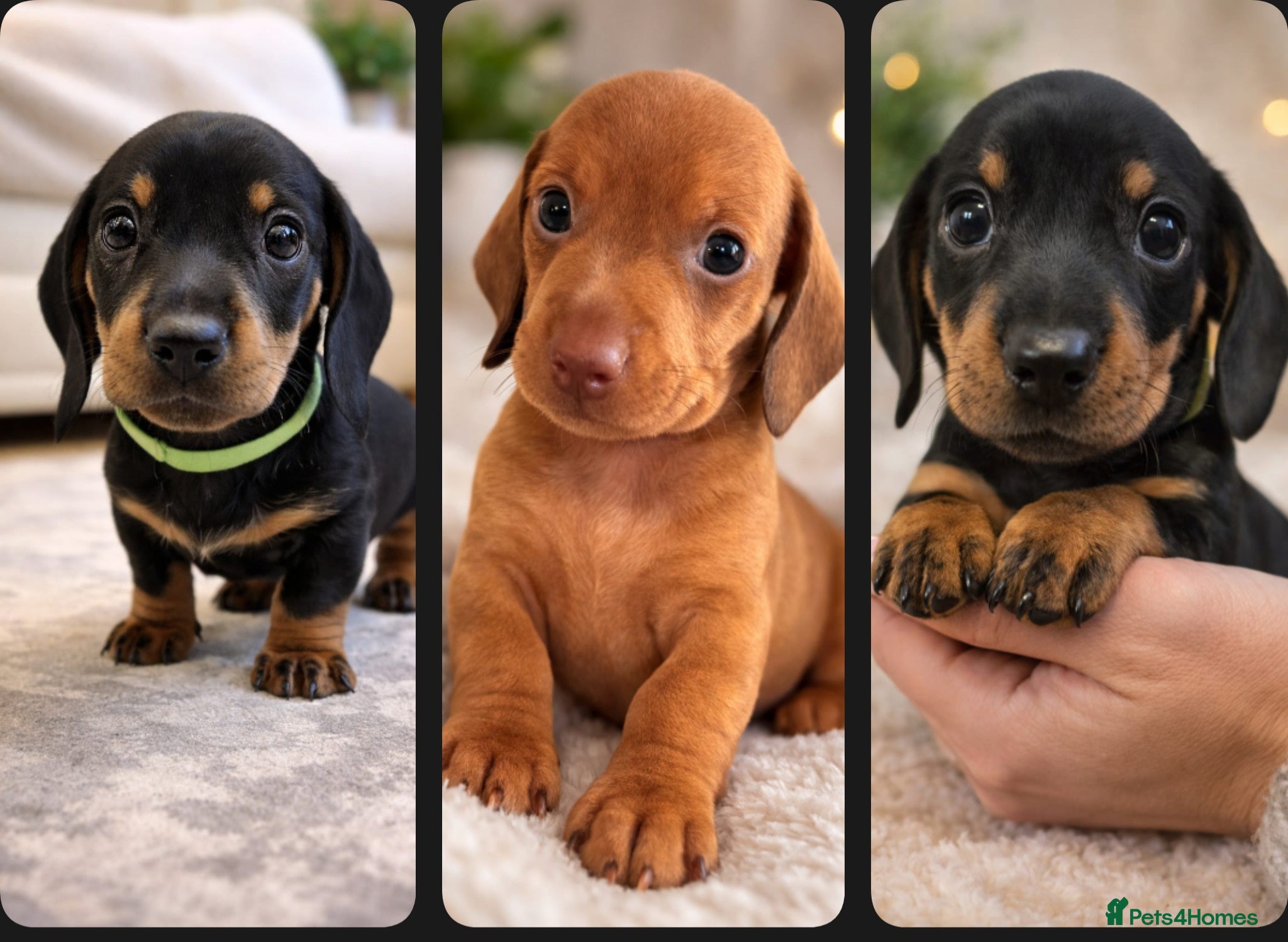 Miniature Dachshund dogs 🐾 Raised With Love - 5 Miniature Sausages 🐾 - Advert 14