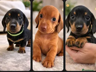 Miniature Dachshund dogs 🐾 Raised With Love - 5 Miniature Sausages 🐾 - Advert 14