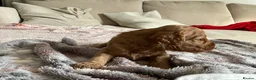 Cavapoo dogs for sale: F1 Cavapoo - Advert 4